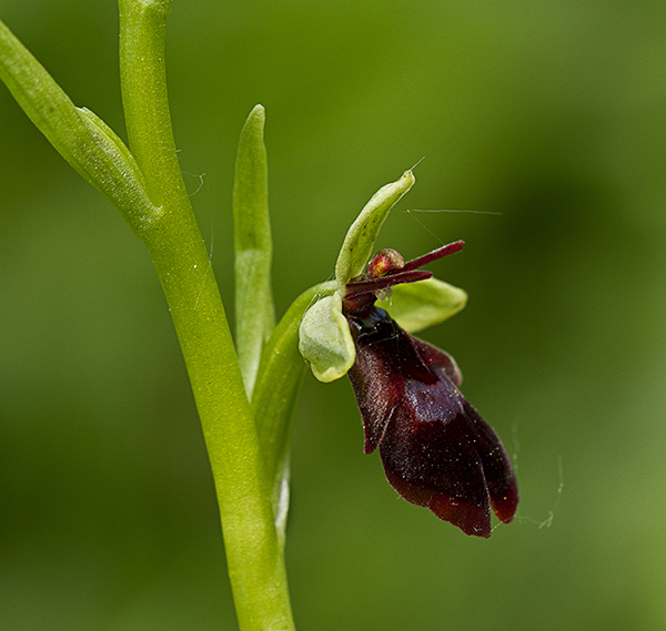 Ophrys insectifera